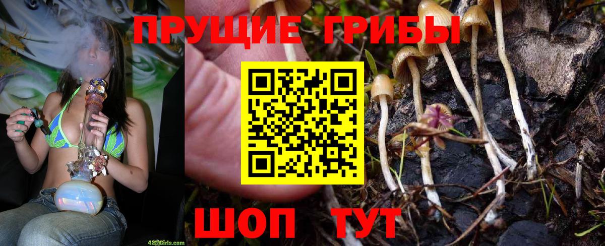 Псилоцибиновые грибы Psilocybine cubensis Петрозаводск